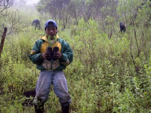 la reforestacion