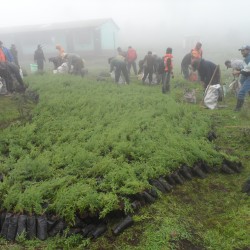 Reforestación en Nahualá