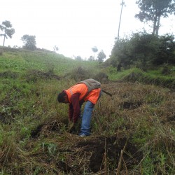 Reforestación en Nahualá